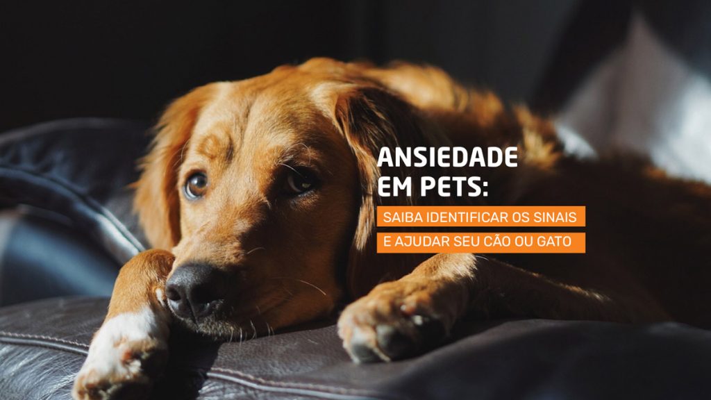 Ansiedade em pets: saiba identificar os sinais e ajudar seu cão ou gato
