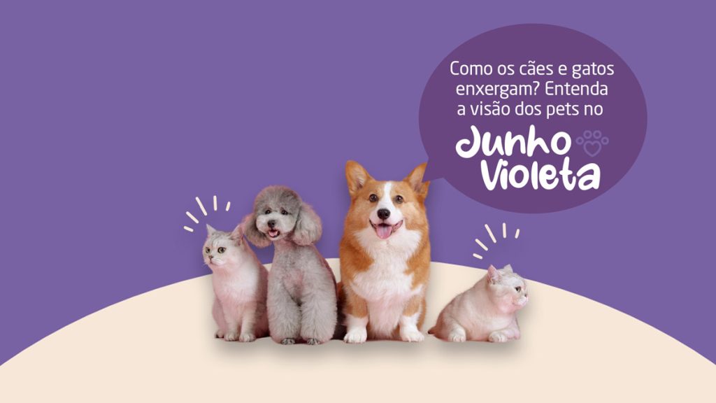 Como os cães e gatos enxergam? Entenda a visão dos pets no Junho Violeta