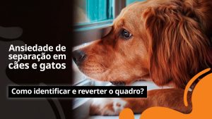 Seu pet sofre quando você precisa sair de casa Esse pode ser um sinal da ansiedade de separação! Descubra dicas simples e eficazes de como evitá-la.