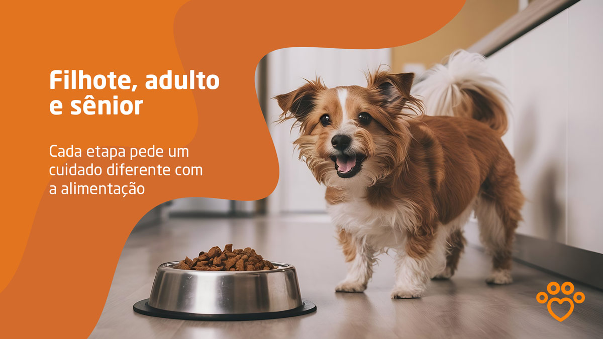 Descubra como deve ser a alimentação de cães filhotes, adultos e sênior e por que ajustar a ração em cada fase da vida faz tanta diferença.