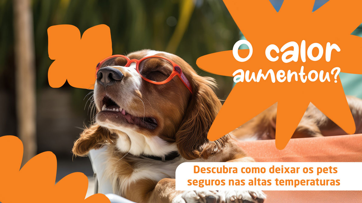 O calor chegou? Descubra as principais dicas para proteger cães e gatos das altas temperaturas.