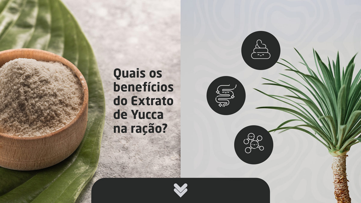 Descubra como o Extrato de Yucca, presente na Linha Quartz, ajuda a reduzir odores, melhora a digestão e traz mais conforto para pets e tutores.