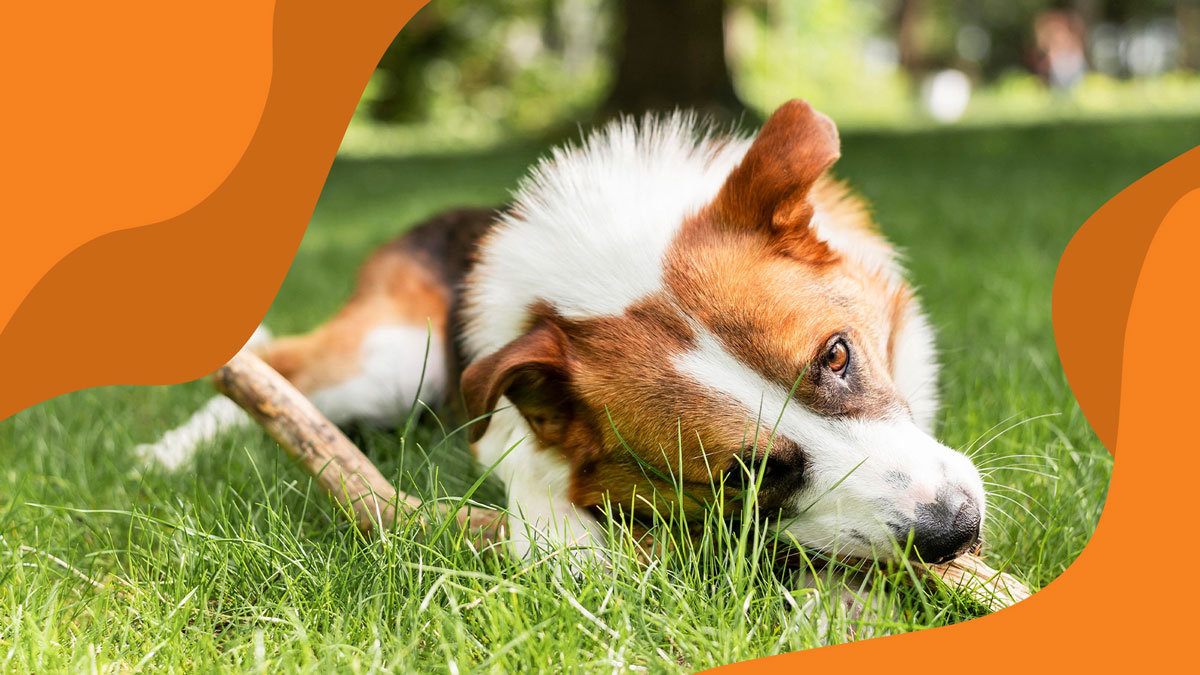 Saiba como proteger cães e gatos de pulgas, carrapatos e outros parasitas no calor com prevenção, higiene e orientação veterinária.