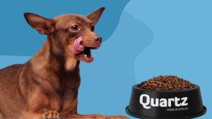 Deixar a ração disponível o dia todo para cachorro ou gato parece prático, mas pode causar perda de nutrientes, desinteresse e ansiedade alimentar. Saiba como evitar.