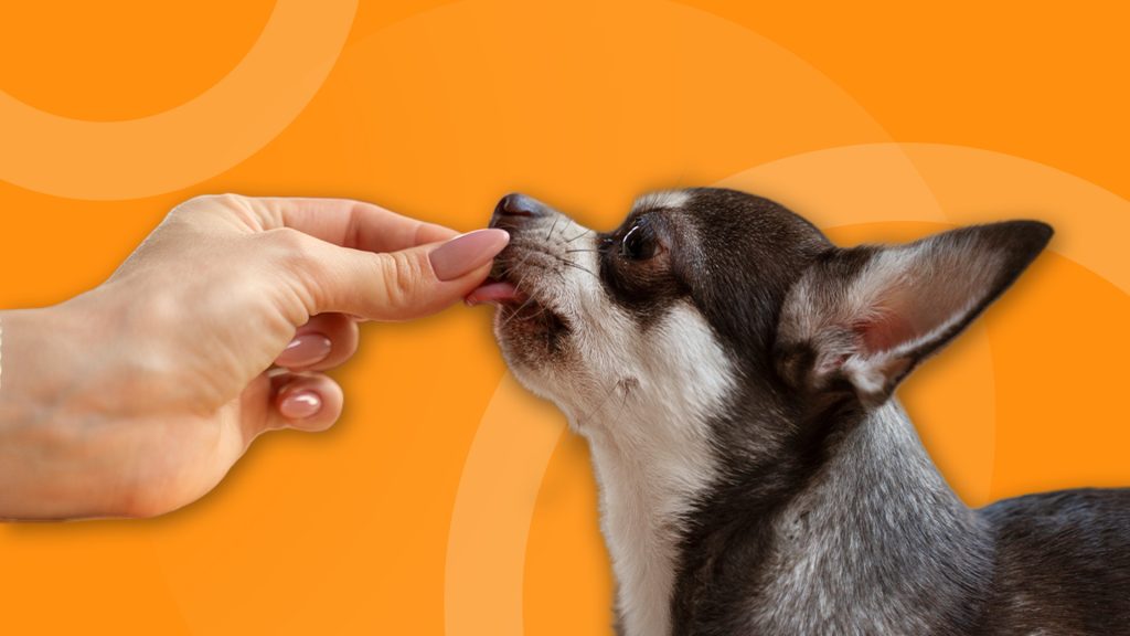Descubra a frequência de vermifugação em cães: quando dar o vermífugo e como proteger a saúde do seu pet.