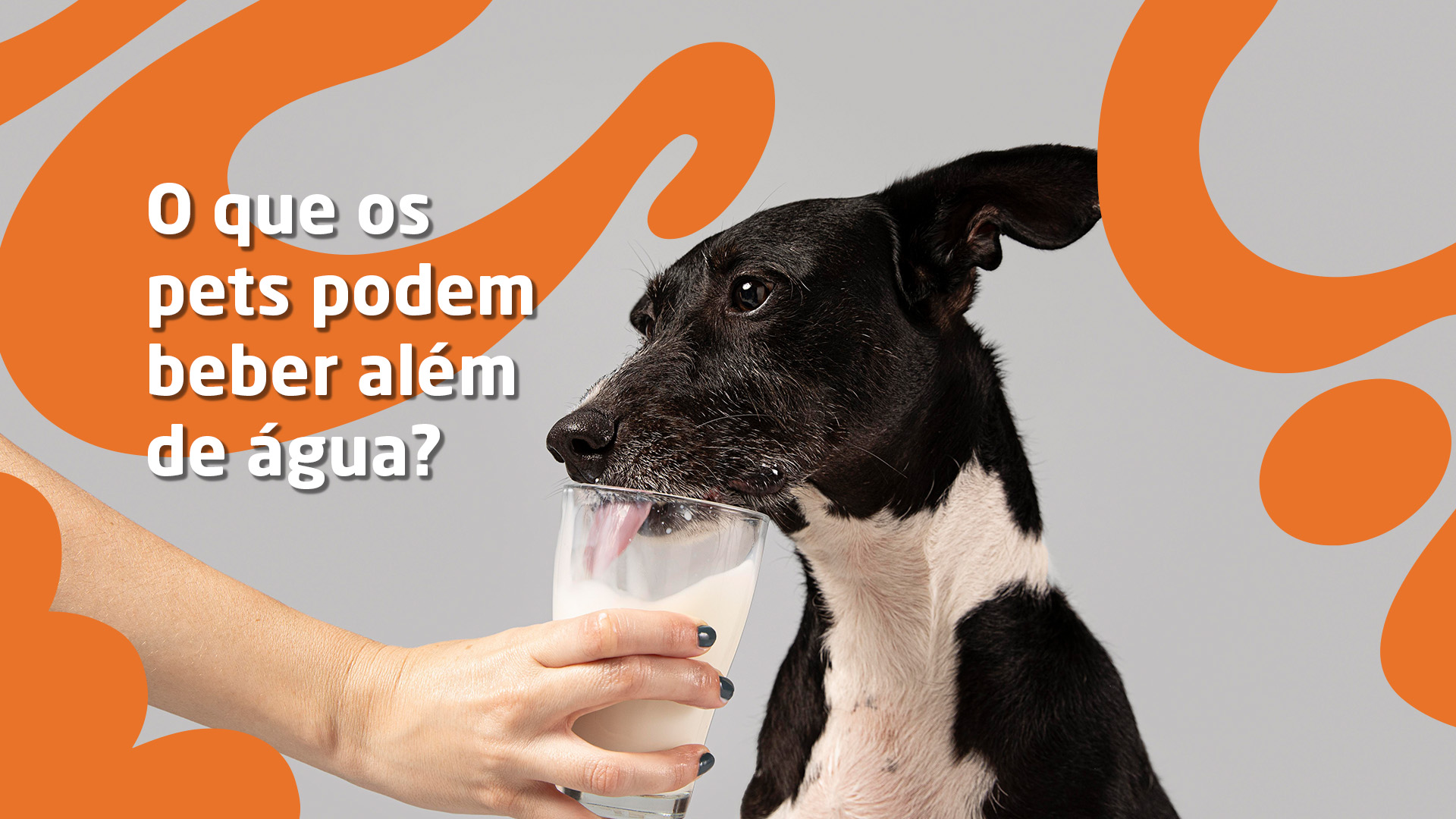 Descubra quais bebidas os cães e gatos podem consumir além da água, quais opções exigem orientação veterinária e quais devem ser evitadas.